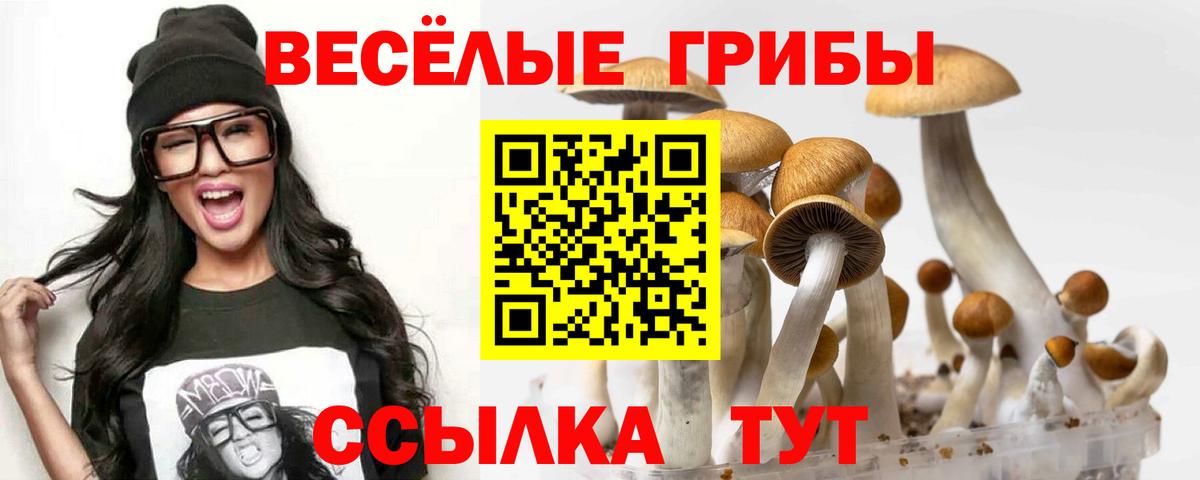Щёлково  Галлюциногенные грибы Psilocybe  Вход с VPN 